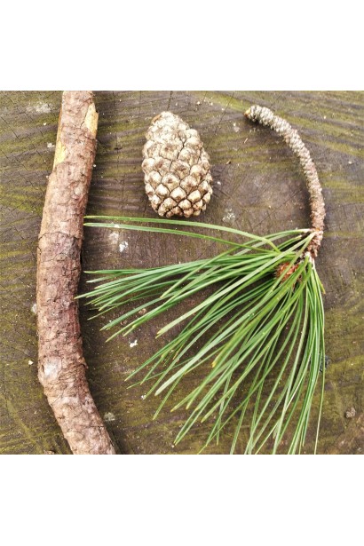 Сосна звичайна на штамбі  шишки